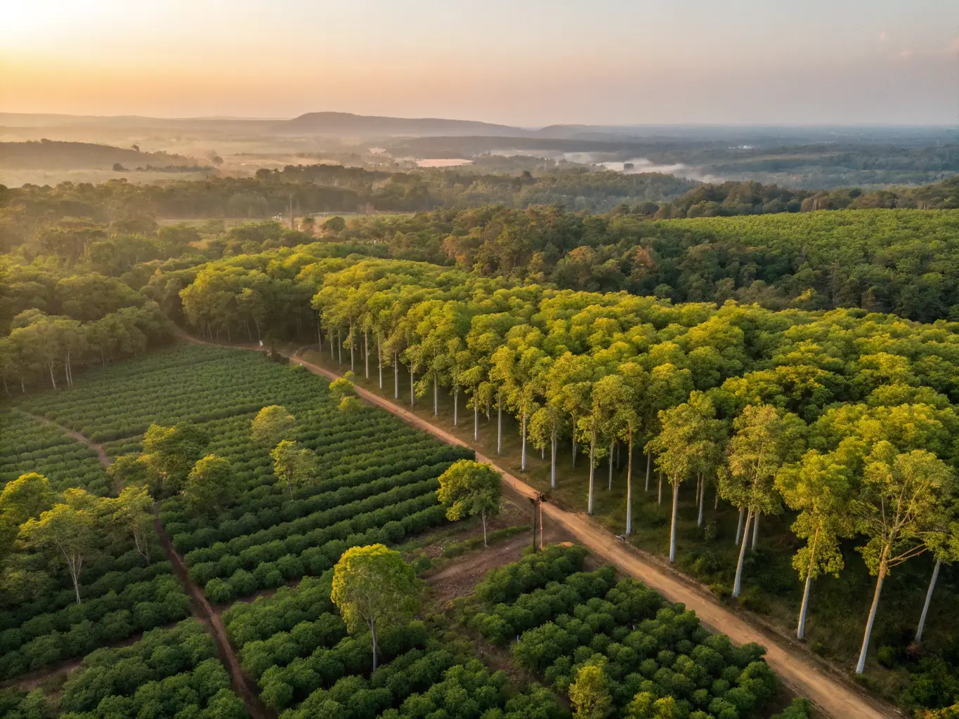 A wide aerial shot of Green River's integrated rubber wood plantation, showcasing the scale and sustainable management practices. The image should highlight the lush greenery and efficient land use.