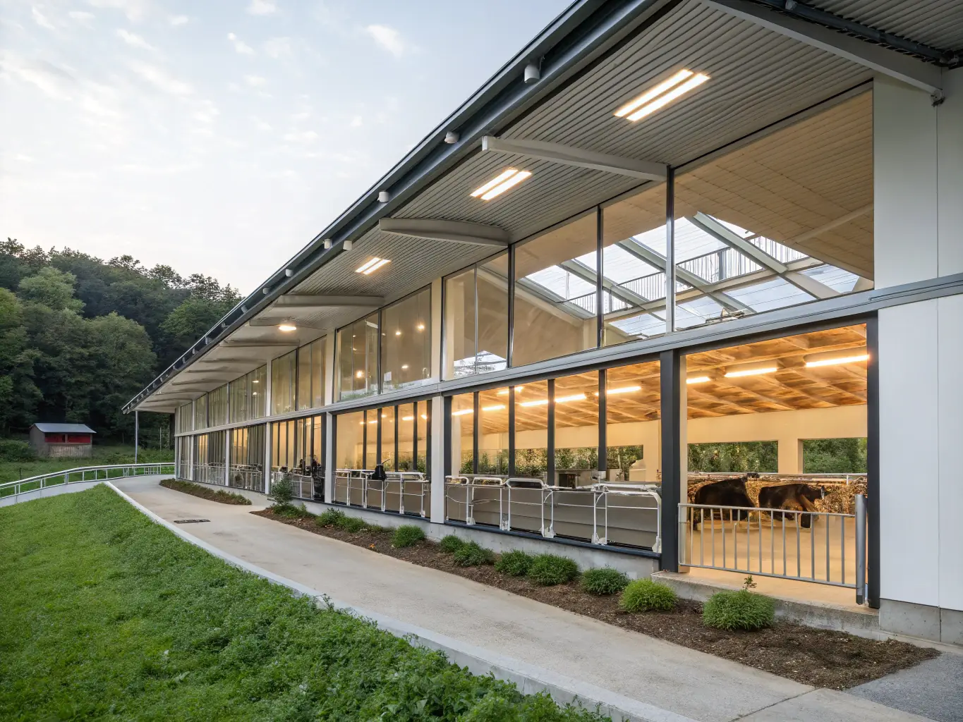 A wide shot of a modern dairy farm with cows comfortably resting on bedding pellets, showcasing a clean and hygienic environment.